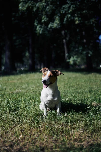 Милая собака сидит на лужайке — стоковое фото