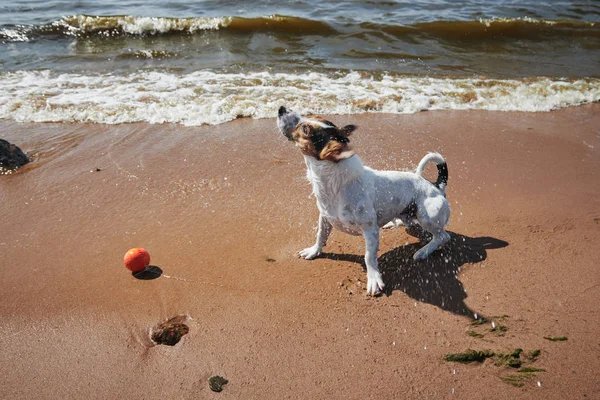 Jeu de chien doux avec jouet de balle orange sur la plage — Photo