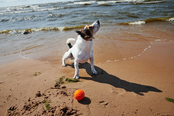 Jeu de chien doux avec jouet de balle orange sur la plage — Photo