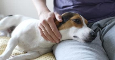 Kız yavaşça köpeğini sevişme