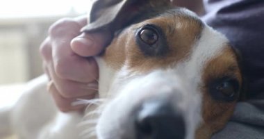 Kız yavaşça köpeğini sevişme
