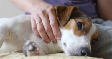 Kız yavaşça köpeğini sevişme