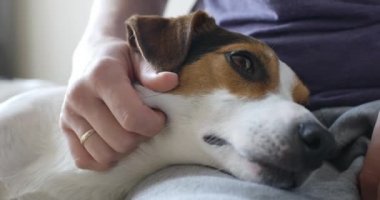 Kız yavaşça köpeğini sevişme