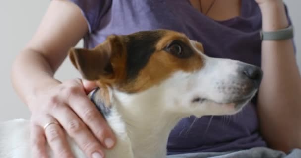 Девушка нежно гладит его собаку — стоковое видео