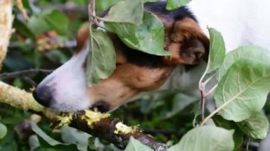 Jack russell mücadele sopa ile