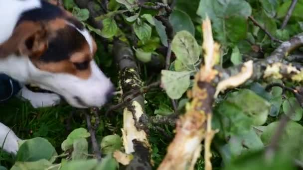 Jack russell strijd met stok — Stockvideo