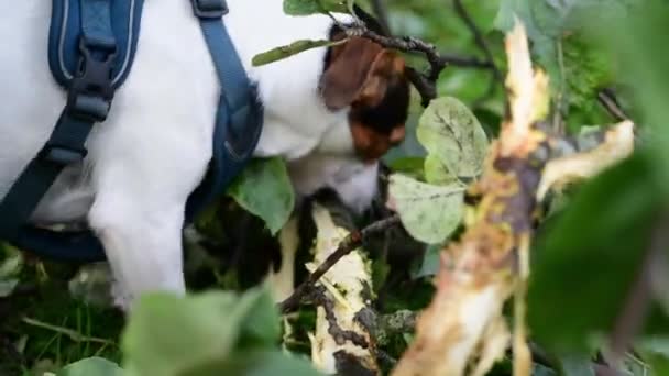 Jack russell fight with stick — Stock Video