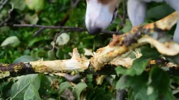 Jack Russell luta com pau — Vídeo de Stock