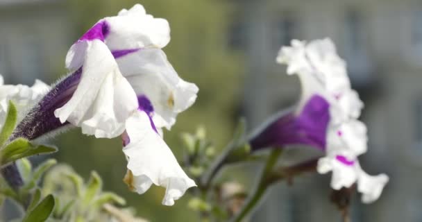 Belle floraison fleurs de lavande balançant dans le vent .