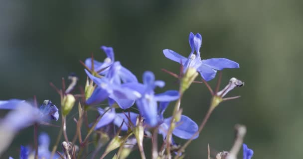 Belle floraison fleurs de lavande balançant dans le vent . — Video