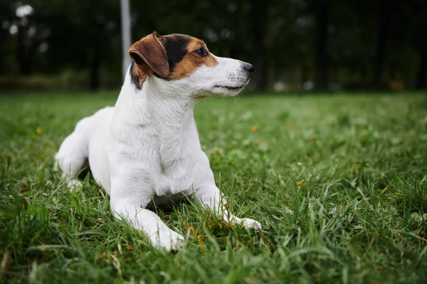 Lindo perro acostado en la hierba — Foto de Stock