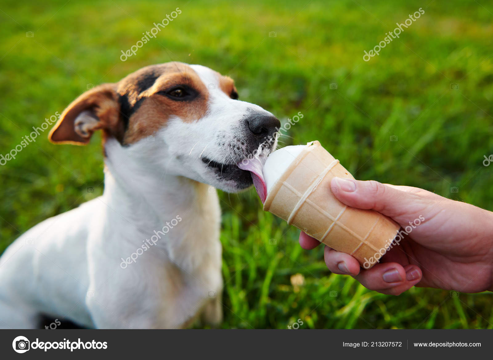 Races De Petit Chien Jack Russell Terrier Mange La Crème