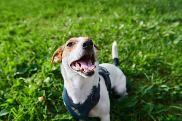 Divertido perro sentado en el parque — Foto de Stock