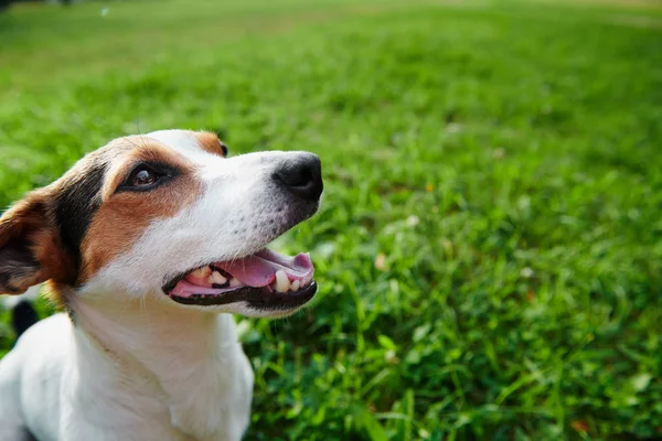 Divertido perro sentado en el parque — Foto de Stock