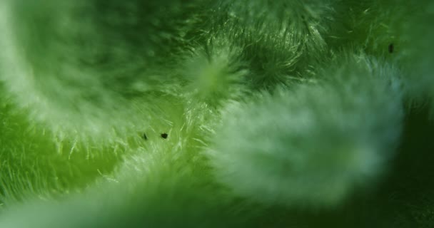 Green Sedum Mocinianum succulent plant — Stock Video