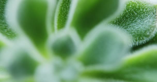 Sukulentní rostlina Green Sedum Mocinianum — Stock video