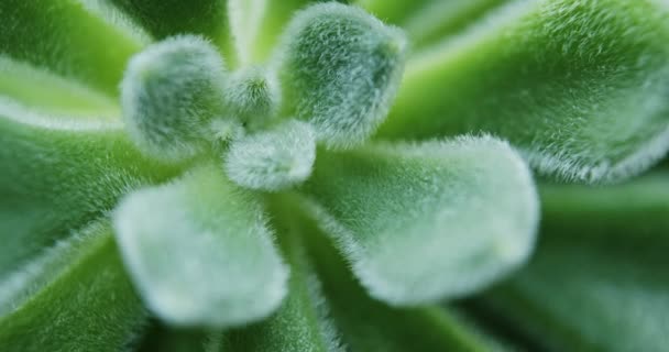 緑のセダム Mocinianum 多肉植物 — ストック動画