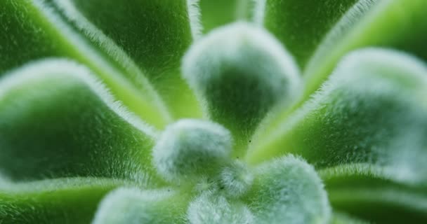 Зелений Sedum Mocinianum сукулентних рослин — стокове відео