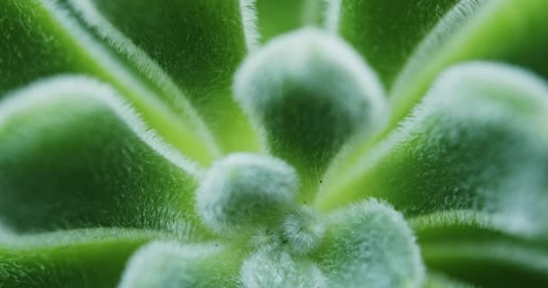 Green Sedum Mocinianum succulent plant — Stock Video