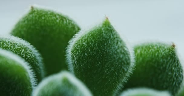 Zöld Sedum Mocinianum nedvdús növény — Stock videók