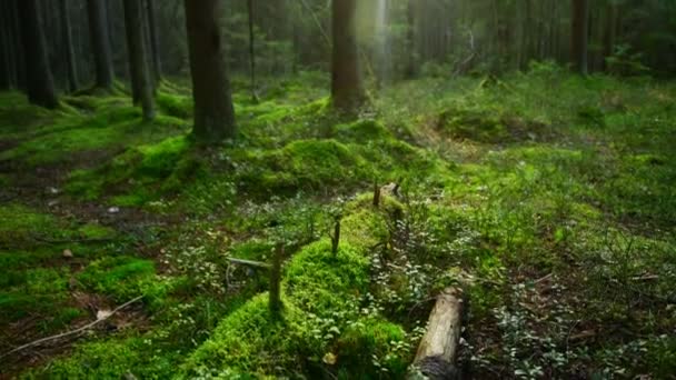 Сосновый лес покрыт густым слоем мха — стоковое видео