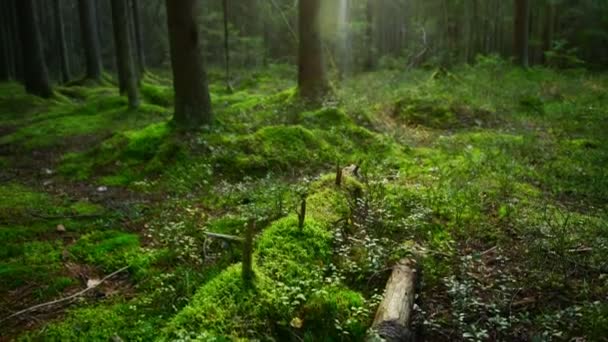 Suelo de bosque de pinos cubierto con una densa capa de musgo — Vídeos de Stock