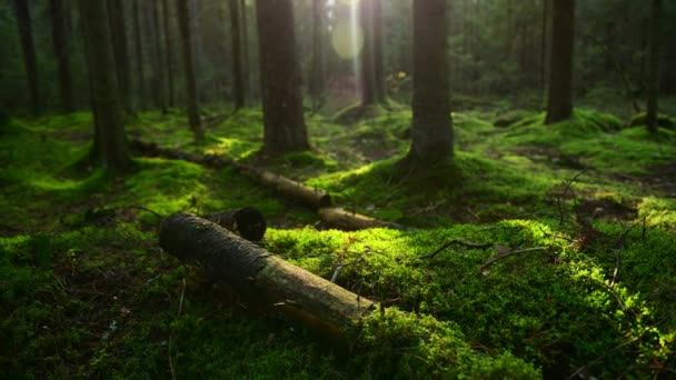 Pine forest marken täckt med ett tätt skikt av mossa — Stockvideo