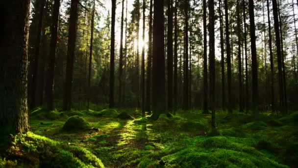 Los rayos del sol se abren paso a través del espeso bosque de pinos — Vídeos de Stock