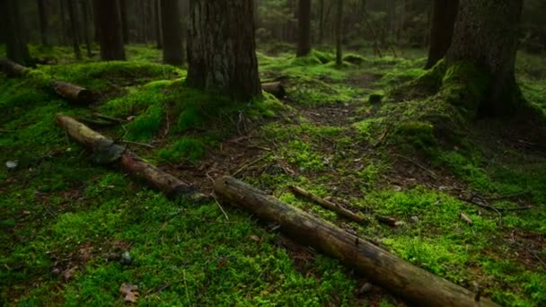 Suelo de bosque de pinos cubierto con una densa capa de musgo — Vídeo de stock