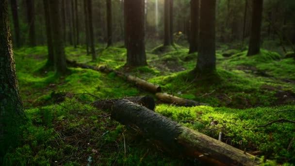 松树林地面覆盖着一层浓密的苔藓 — 图库视频影像