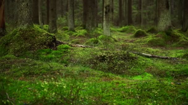 Πεύκων δασικό έδαφος καλυμμένο με ένα πυκνό στρώμα από βρύα — Αρχείο Βίντεο