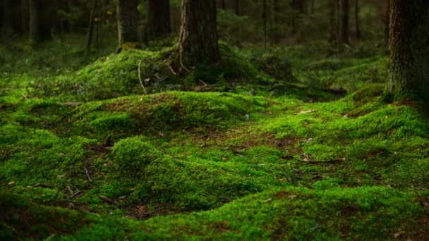 Pine forest ground covered with a dense layer of moss — Stock Video