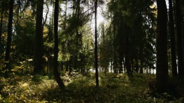 Güneş ışınları kalın çam ormanı ile onların yol yapmak
