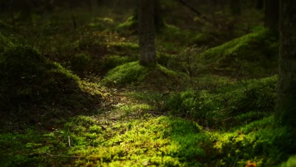 Bosque de pino musgoso — Vídeos de Stock