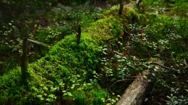 Sol forestier de pins recouvert d'une couche dense de mousse — Video