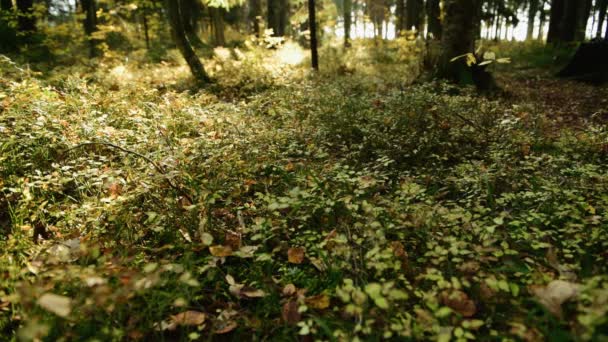 松树林地面覆盖着一层浓密的苔藓 — 图库视频影像