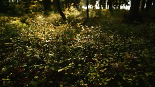 Suelo de bosque de pinos cubierto con una densa capa de musgo — Vídeos de Stock