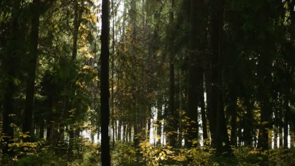 Solen strålar gör sin väg genom en tjock tallskog — Stockvideo