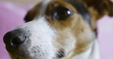 Köpek yüz yakın çekim