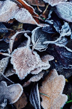 Arka plan güzel düşen yapraklar frost ile kaplı