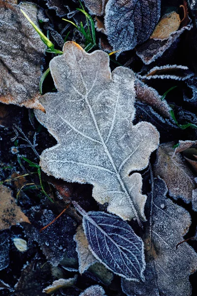 Bakgrund Vackra Fallna Bladen Täckta Med Frost — Stockfoto