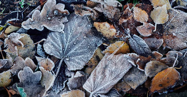 Hintergrund Der Schönen Abgefallenen Blätter Mit Frost Bedeckt — Stockfoto