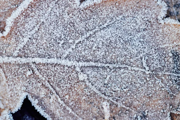 霜で覆われて美しい落ち葉の背景 — ストック写真