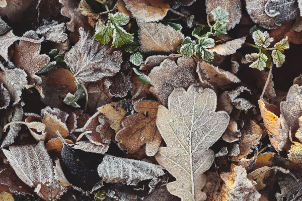 Hintergrund Der Schönen Abgefallenen Blätter Mit Frost Bedeckt — Stockfoto