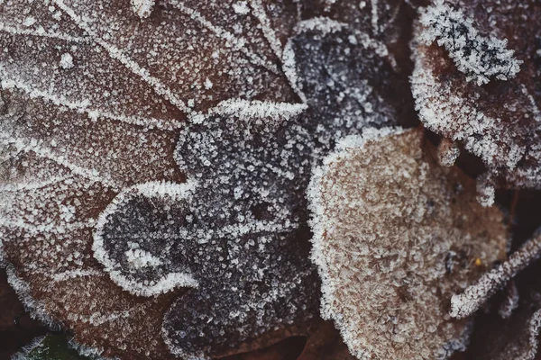 Fond Belles Feuilles Tombées Recouvertes Givre — Photo