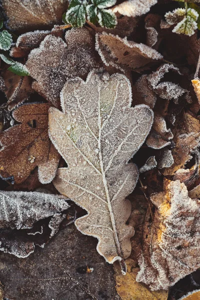 霜で覆われて美しい落ち葉の背景 — ストック写真