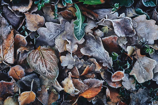 Background Beautiful Fallen Leaves Covered Frost — Stock Photo, Image