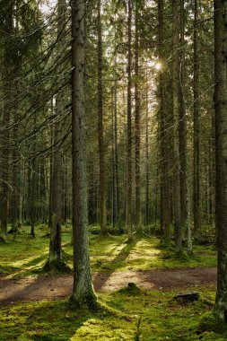 Bir çam ormanı ile akış güneş ışığı