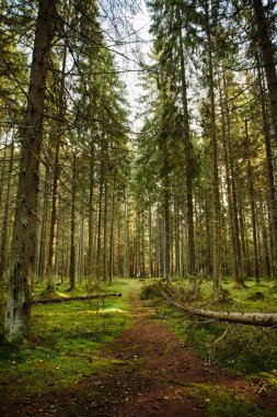 bir çam ormanı ile yolu