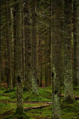 Bir çam ormanı ile akış güneş ışığı